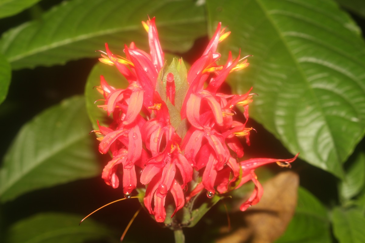 Pachystachys coccinea (Aubl.) Nees